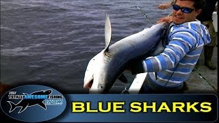 Blue shark fishing in Ireland