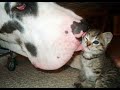 😺 Ты мой сладкий! 🐶 Смешное видео с собаками, кошками и котятами! 🐱