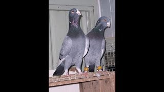 Голуби ADANA Ставропольский край Владимир. Pigeons ADANA Stavropol Territory Vladimir