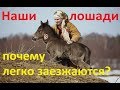 Почему наши лошади легко заезжаются.