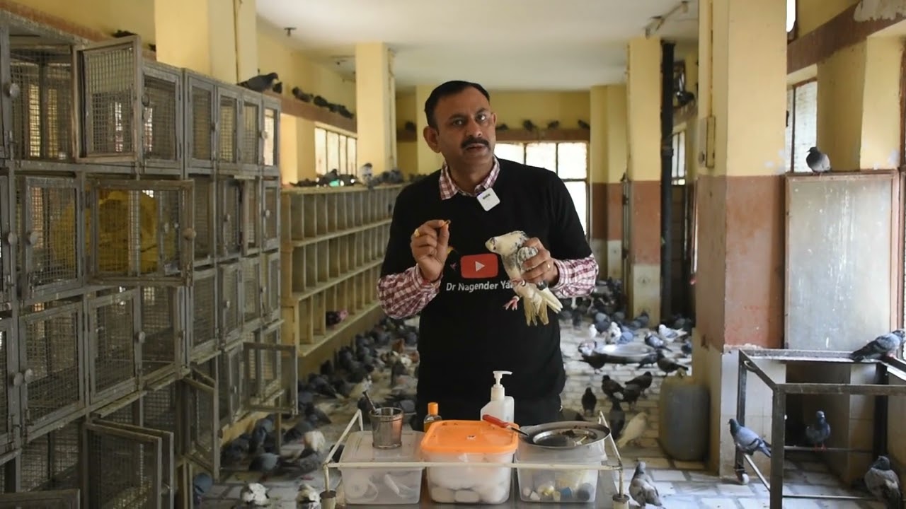 कबूतरों में लकवे का ईलाज || ये दवाईया दे || पूरी जानकारी || Dr Nagender Yadav