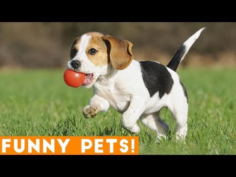 funniest-dogs-of-the-week-compilation-march-2018-|-funny-pet-videos