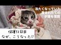 冷たくなっていた子猫の保護、51日目