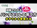 パンダスミレ(別名:ツタスミレ)の育て方 カインズ花図鑑