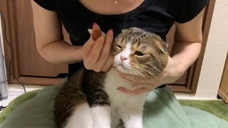 目薬を一生懸命耐えてる猫が可愛かった！