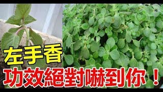 左手香別名叫還魂草藥用功效非常多很好用