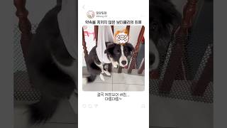 약속을 지키지 않은 보더콜리의 최후