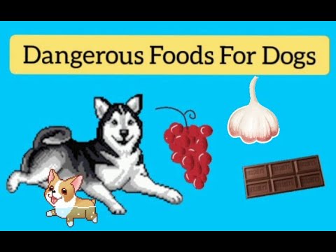 فيديو: الكلب الغذاء الذي يسبب الخميرة