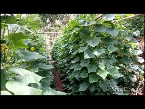 Video: Cara menanam dan menumbuhkan bandana