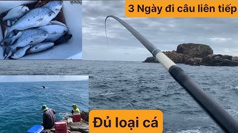 Câu Cá Biển Tự Nhiên, Câu Ghềnh, Câu Đài, Cá Trang, Cá Dìa. TÝ FISHING ( Vietnamese fishing ).