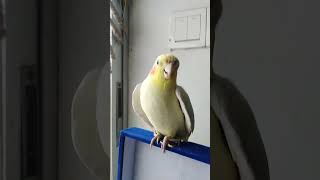 cockatile singing cookie song
