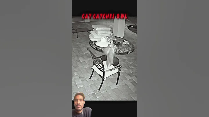 Watch the video about #memes #funny #cat #anime #music #phonkmusic #phonk #youtube #wildlife #youtubeshorts #viralvideo