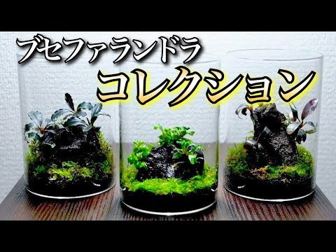 【希望の組み合わせ可！】ブセファランドラ アソート【購入前コメント下さい】 Aquarium/Bottle Layout] How to Stylishly Collect Bucephalandra