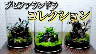 Aquarium/Bottle Layout] How to Stylishly Collect Bucephalandra