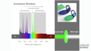 Molecular Probes Tutorial Series—Overview of  Filters and Light Sources