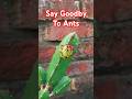 Say Goodby to Ants #dragonfruits #garden #shorts