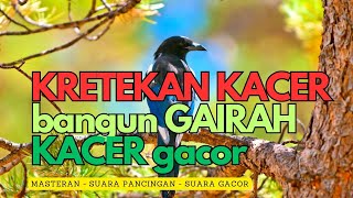 KRETEKAN KACER MEMBANGUN GAIRAH GACOR - MASTERAN KACER GACOR #kacergacor #kacer #kacermania