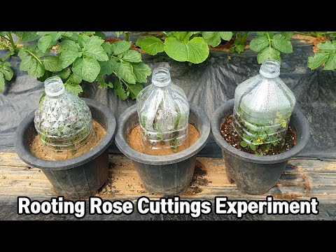 Rooting Rose Cuttings Experiment