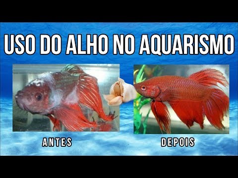 Tudo sobre o