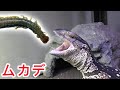 腹ペコのオオトカゲ達に満足するまでムカデを与えた結果・・・!
