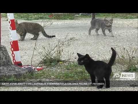 GATTI AVVELENATI CON L'ANTIGELO, STERMINATA LA COLONIA FELINA | 17/01/2023