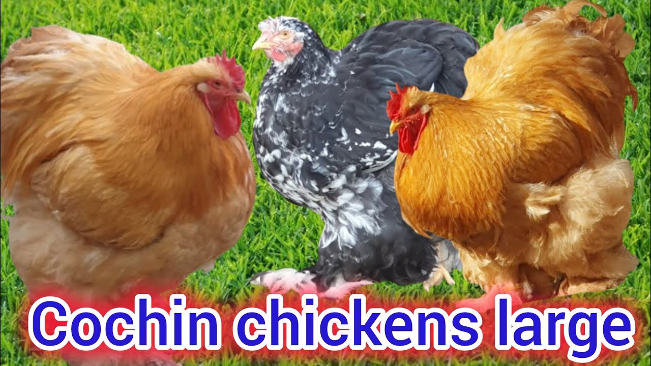 Heavy Cochin hens || golden heavy Cochin || golden buff || blue buff || black buff || white buff 