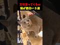 文句言ってくる猫が面白いｗ５選 #cat #面白集 #ねこ #笑ったら負け