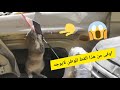 قط يبوس العلم اليمني ليعلم الكل معنى الوفاء للوطن