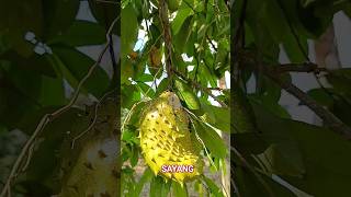 SAYANG #asmr #food #youtubeshorts #shorts #short