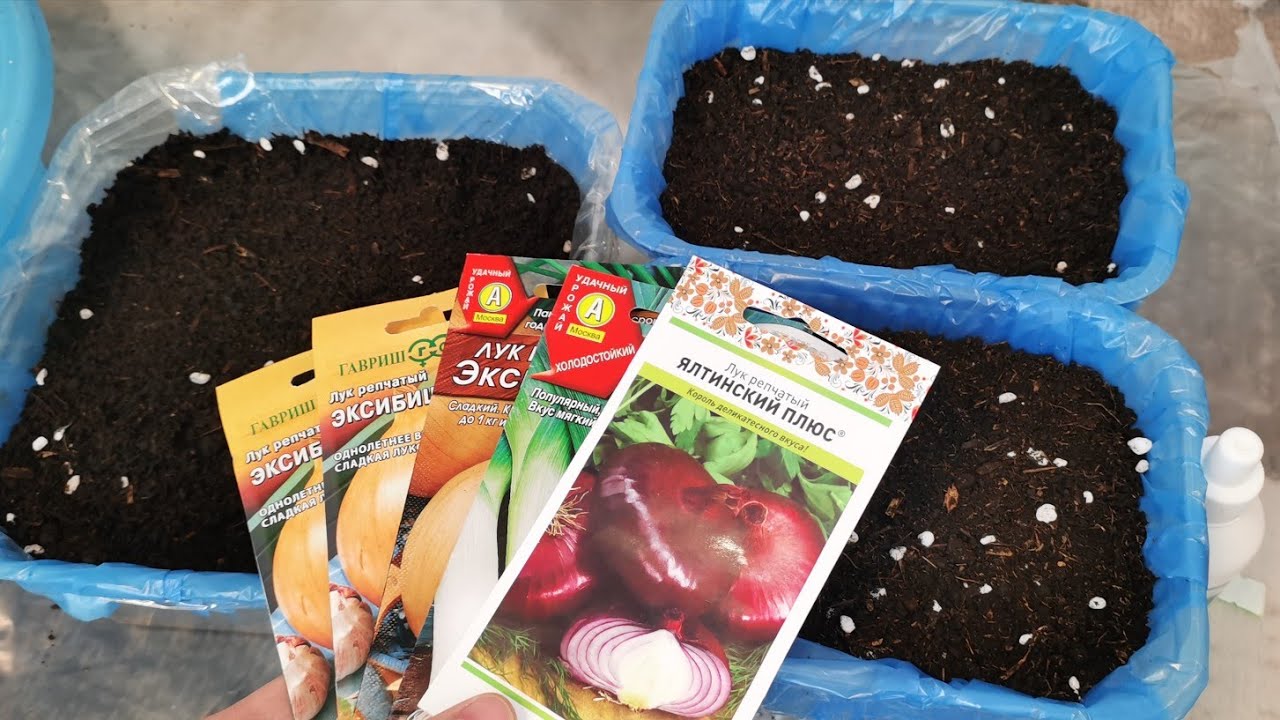 Сеем лук из семян на рассаду 22 февраля! Карантанский Эксибишен и Ялтинский.