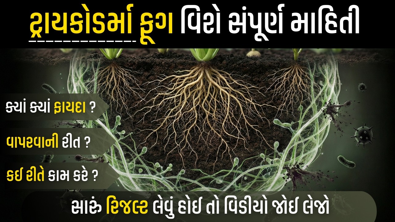 ટ્રાયકોડર્મા ફૂગ ની સંપૂર્ણ માહિતી | સસ્તું સારું ફુગનાશક અને જમીન સુધારક @KhedutPathshala