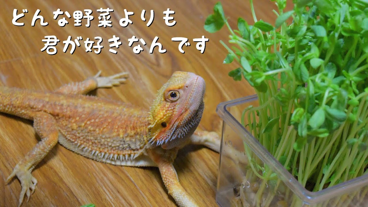 遠い場所に大好きな豆苗を置かれたらトカゲはどうするのか？