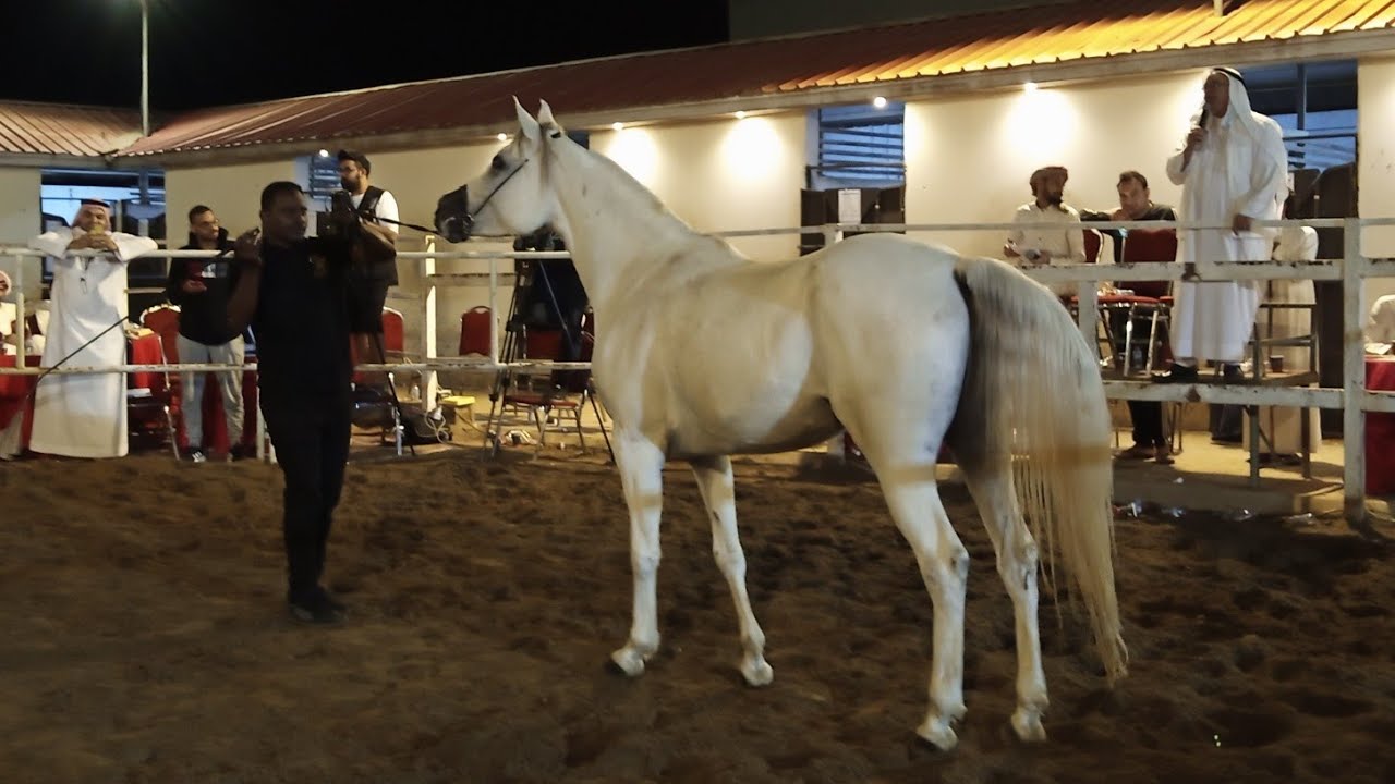 مزاد عز النايفات للخيل العربية الاصيلة 2021