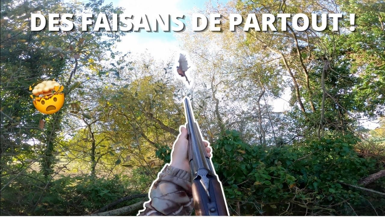 Chasse des Faisans et des Arrêts de PARTOUT avec 11 levées !!!🤯