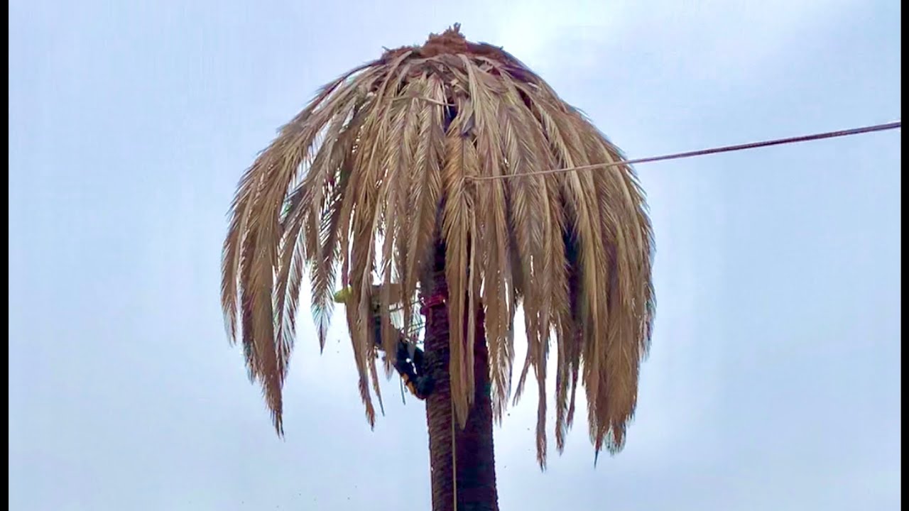 Derribo de Phoenix Canariensis de 60ft muerta por el picudo ☠️