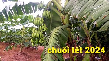 Chuối tết -  Hưng Yên | Những lưu ý khi chăm sóc cây
