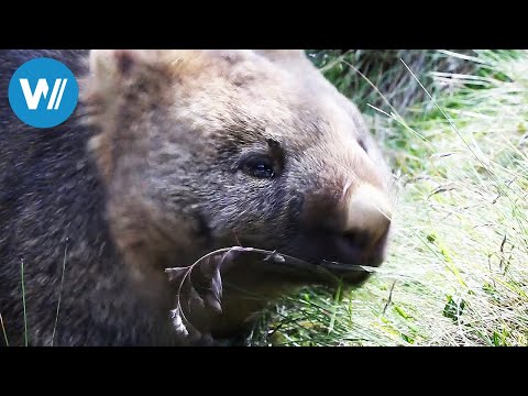 Video: Wie man von Melbourne nach Tasmanien kommt