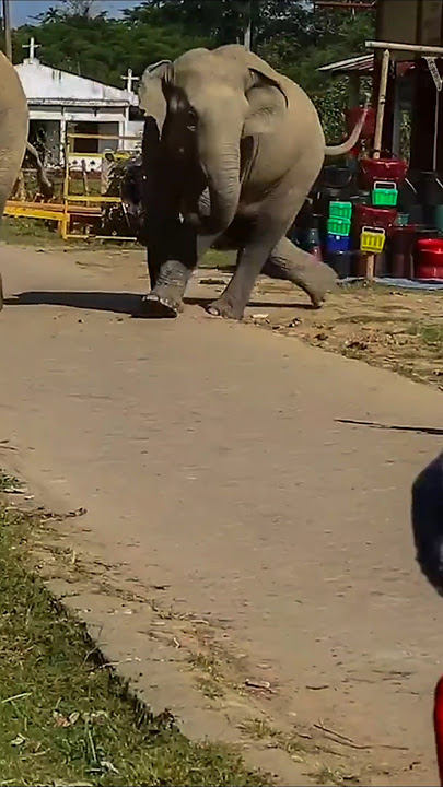 The Elephant Become Angry #shorts #youtubeshorts #short #wildlife #elephant