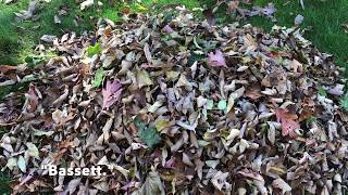 Environmental effects of leaf burning/dumping