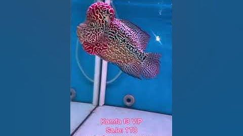 Ngắm Cá La Hán Kamfa F3 VIP - 1703-02