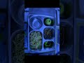 #MakanBergiziBesar#sdnsukut01#15012026#F2#