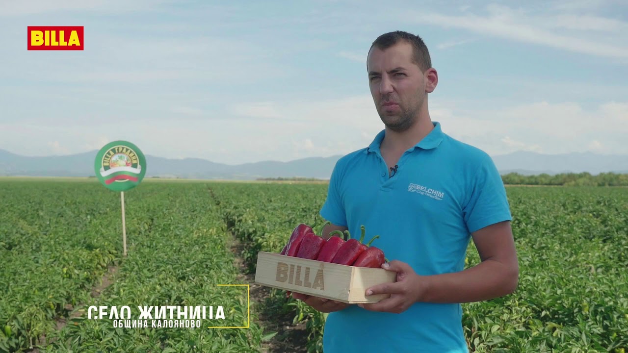 Billa Градини Червен лук Градините в с. Голямо Враново