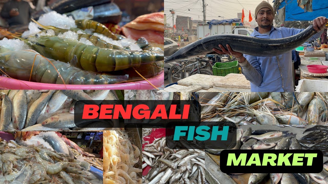 CR Park Fish Market New Delhi Delhi Cr Park Fish Market 1 Cr Park CR Park Fish Market New Delhi Delhi Cr Park Fish Market 1 Cr Park