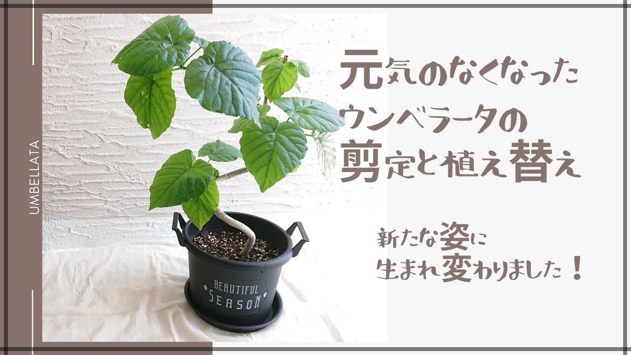 ウンベラータ 植え替えと剪定で元気にたくましく変身 枝を曲げてみる Youtube