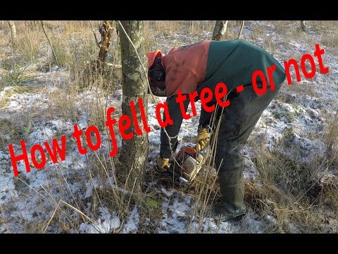 Video: Sådan Trimmer Du Et Træ