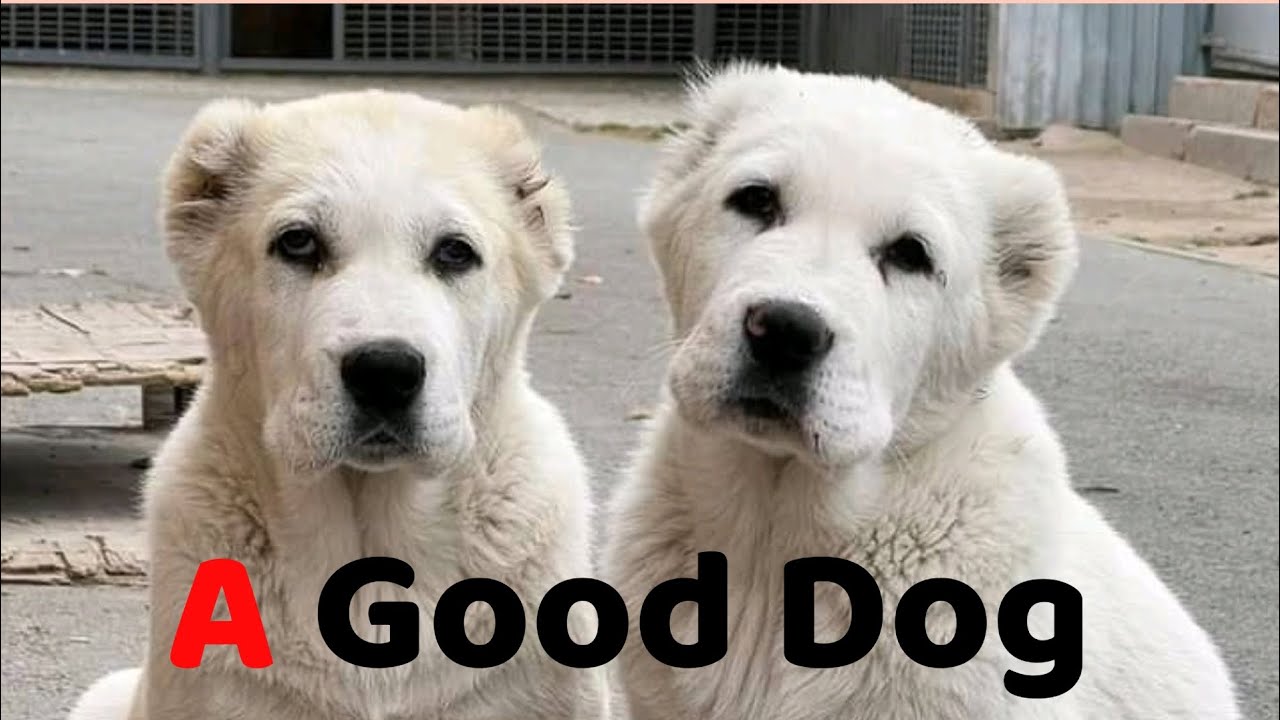 A GOOD DOG - YouTube