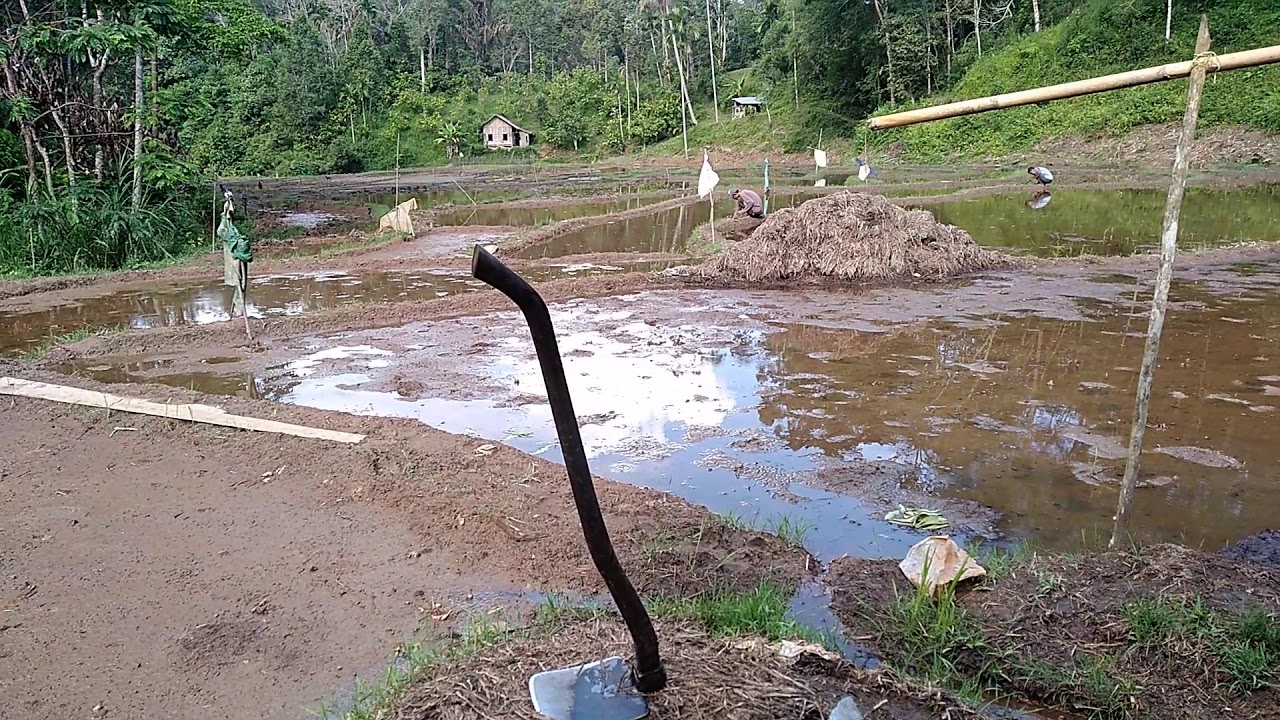 Spot mancing belut di sawah 