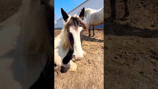 If you want to feel loved just get a herd of mares 🤠❤️💞✨