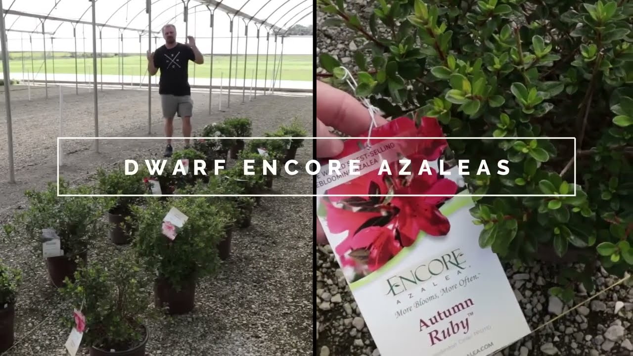 16 Dwarf Encore® Azaleas | Compact Reblooming Varieties for Small