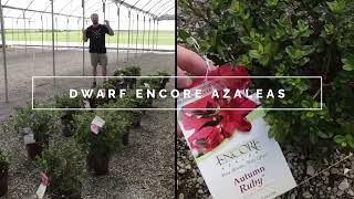 16 Dwarf Encore® Azaleas | Compact Reblooming Varieties for Small